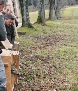 nel parco di pratolino, si vede prato autunnale con tronchi d'alberi, all'estrema sinistra si intravedono tre operatori con tre gabbie di legno